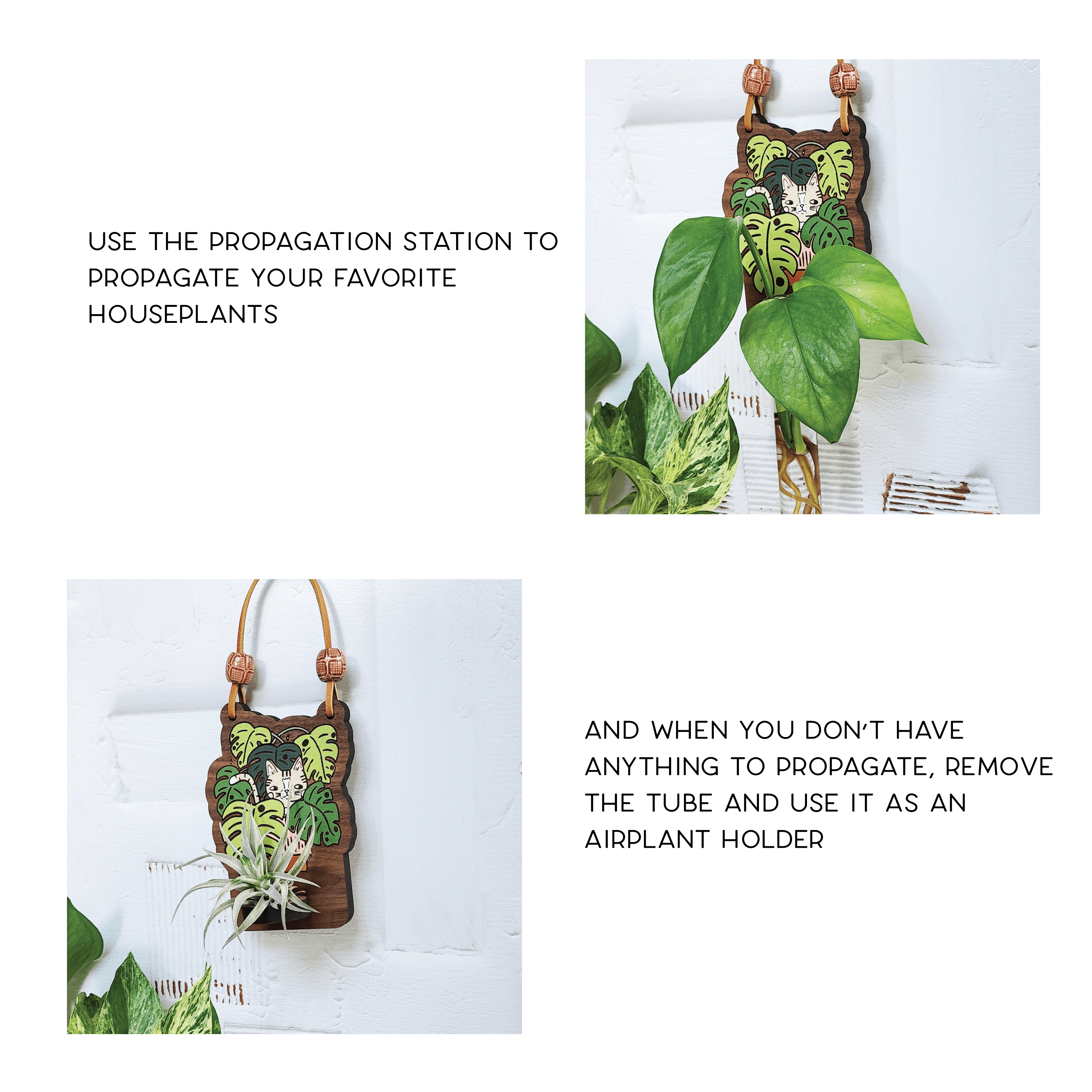 photo showing an example of a propagation holding a plant or an airplant
