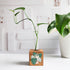 wood propagation block with a glass tube and plant cutting with the image of a cat in a monstera plant on front