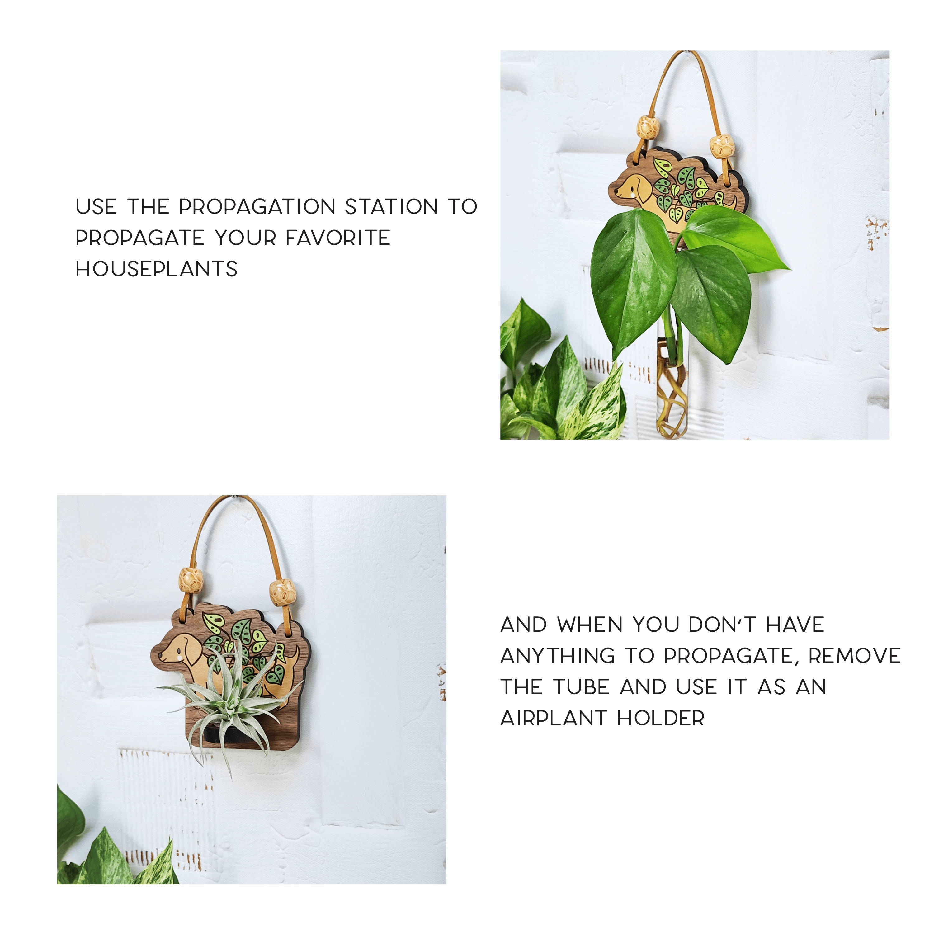 chart showing an example of a dachshund planter propagation with a plant and an airplant
