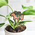 dachshund plant pick inside of a potted plant against a white brick background