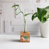 dachshund wooden propagation station with a wooden block and glass tube with a green plant cutting on a white background