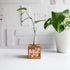 propagation block with a fox design, and a glass tube with a plant cutting on a white background
