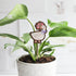 goose plant stake in a houseplant in front of a white brick background