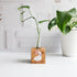 wooden block propagation station with a goose illustration and glass tube on a white background with a green plant cutting