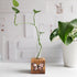 wood block propagation station with a glass tube and plant cutting and a floral butterfly printed on the front