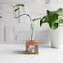 wooden propagation station with a mouse picking strawberries. There is a green plant cutting in a glass tube on a white background