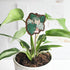 cat decorative plant pick inside of a potted plant against a white background
