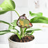 decorative wooden frog plant stake in a potted plant against a white brick background