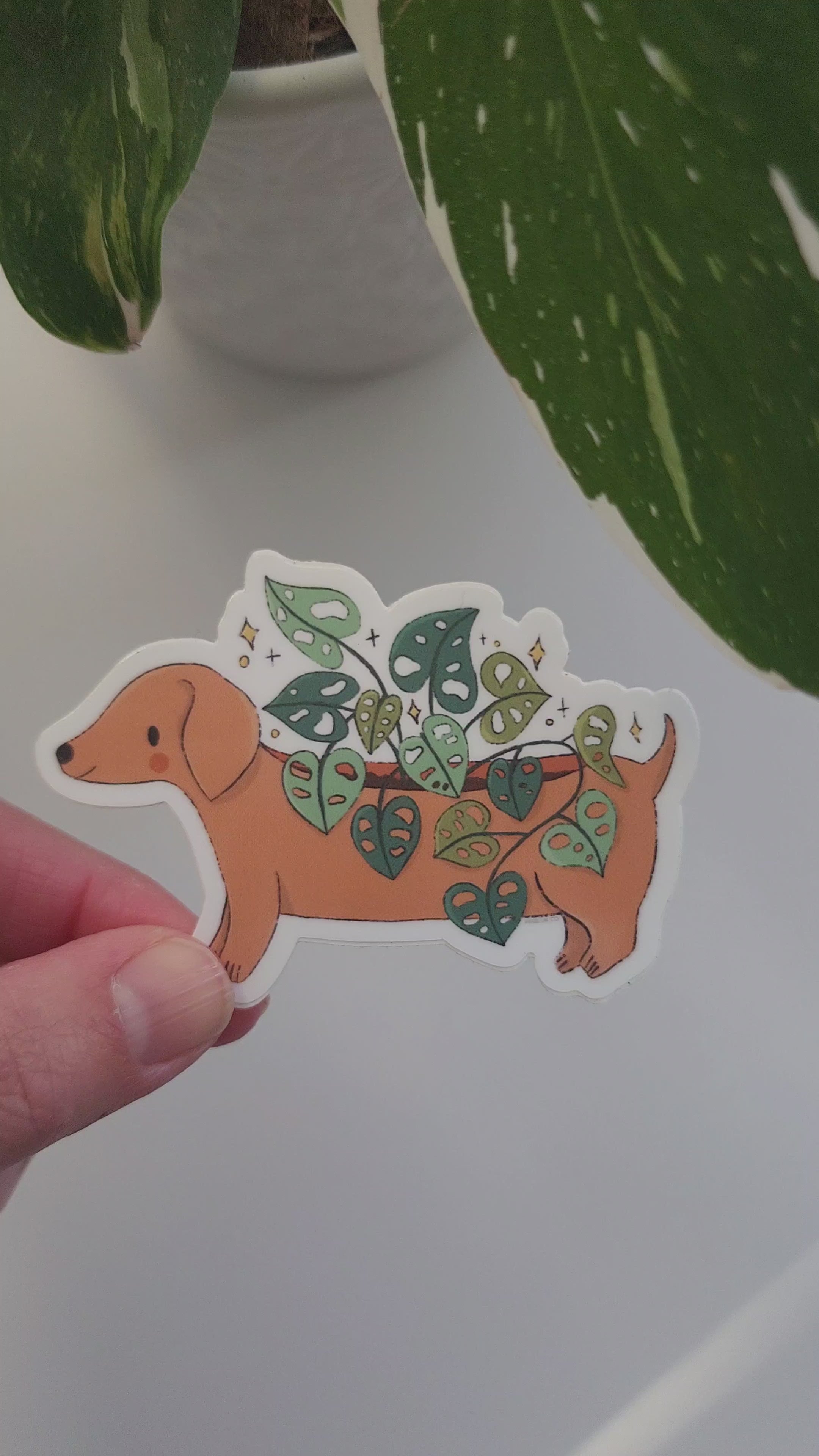 video of dachshund planter sticker in a hand next to a plant